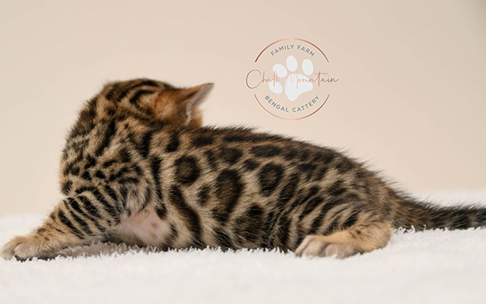 Bengal kitten for sale